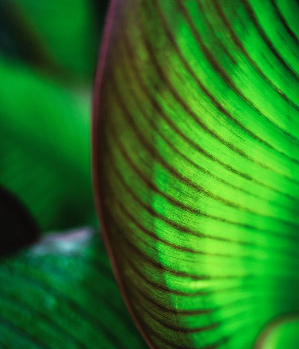 Abstract green leaf design symbolizing natural wellness growth
